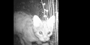 Eine junge Wildkatze wurde nachts von einer Fotofalle fotografiert.